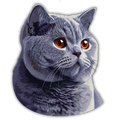 British Shorthair Cat Sticker